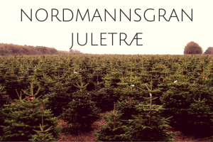 Nordmannsgran juletræ