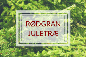 Rødgran juletræ