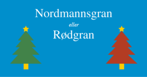 Nordmannsgran eller Rødgran